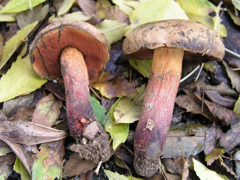 Un quiz ...facile....Boletus